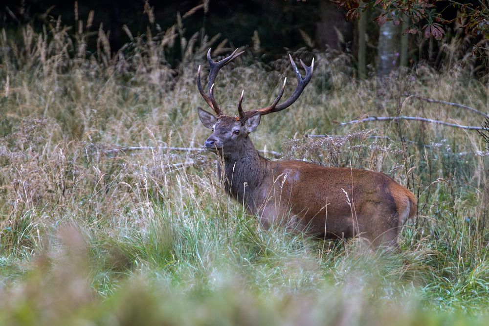 Der Hirsch