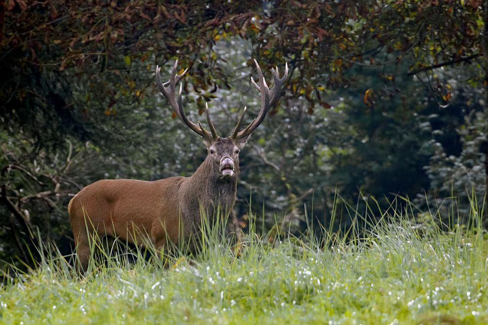 Der Hirsch