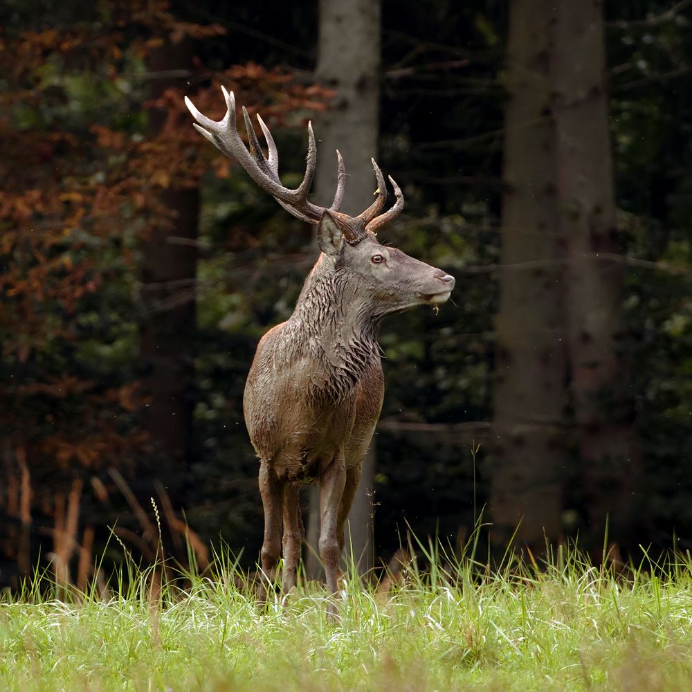 Der Hirsch