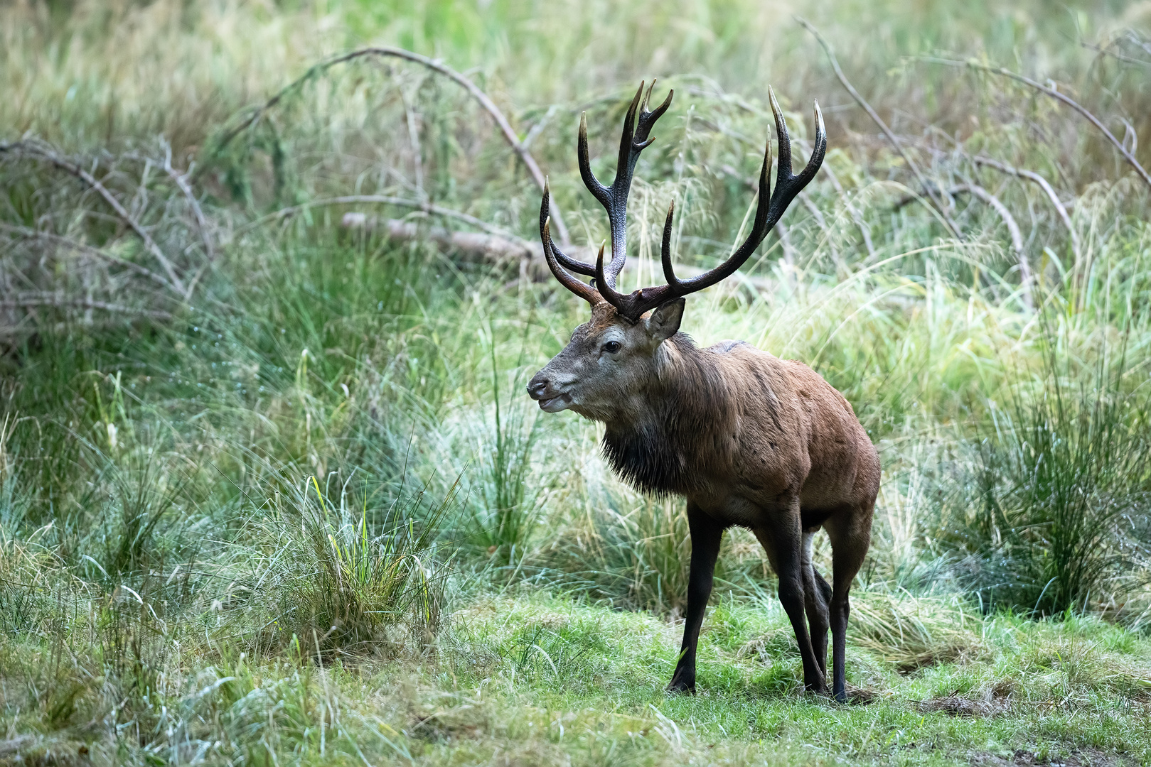 Der Hirsch