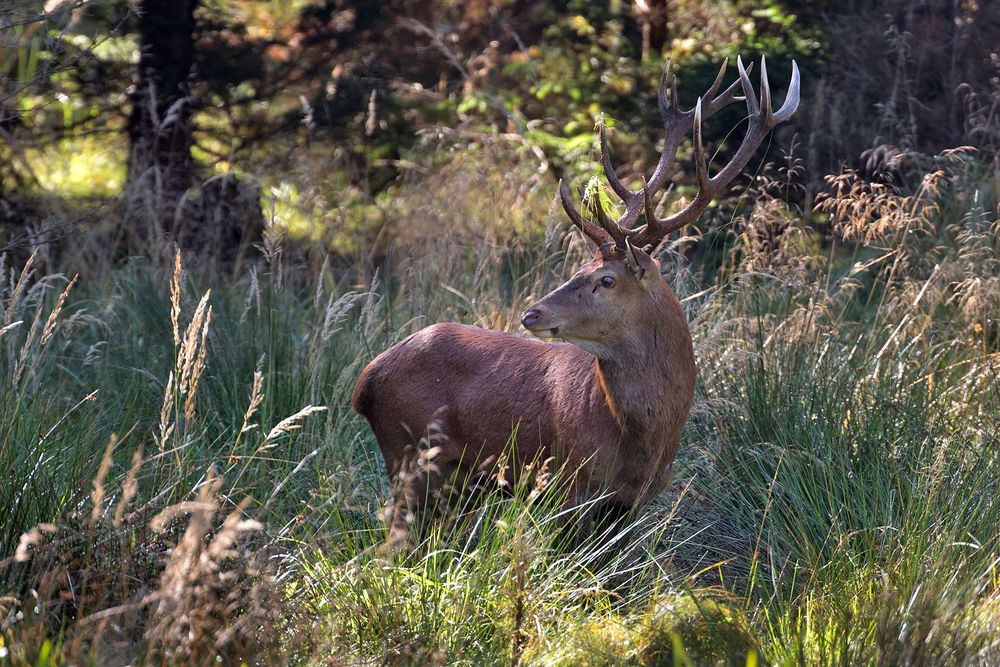 Der Hirsch