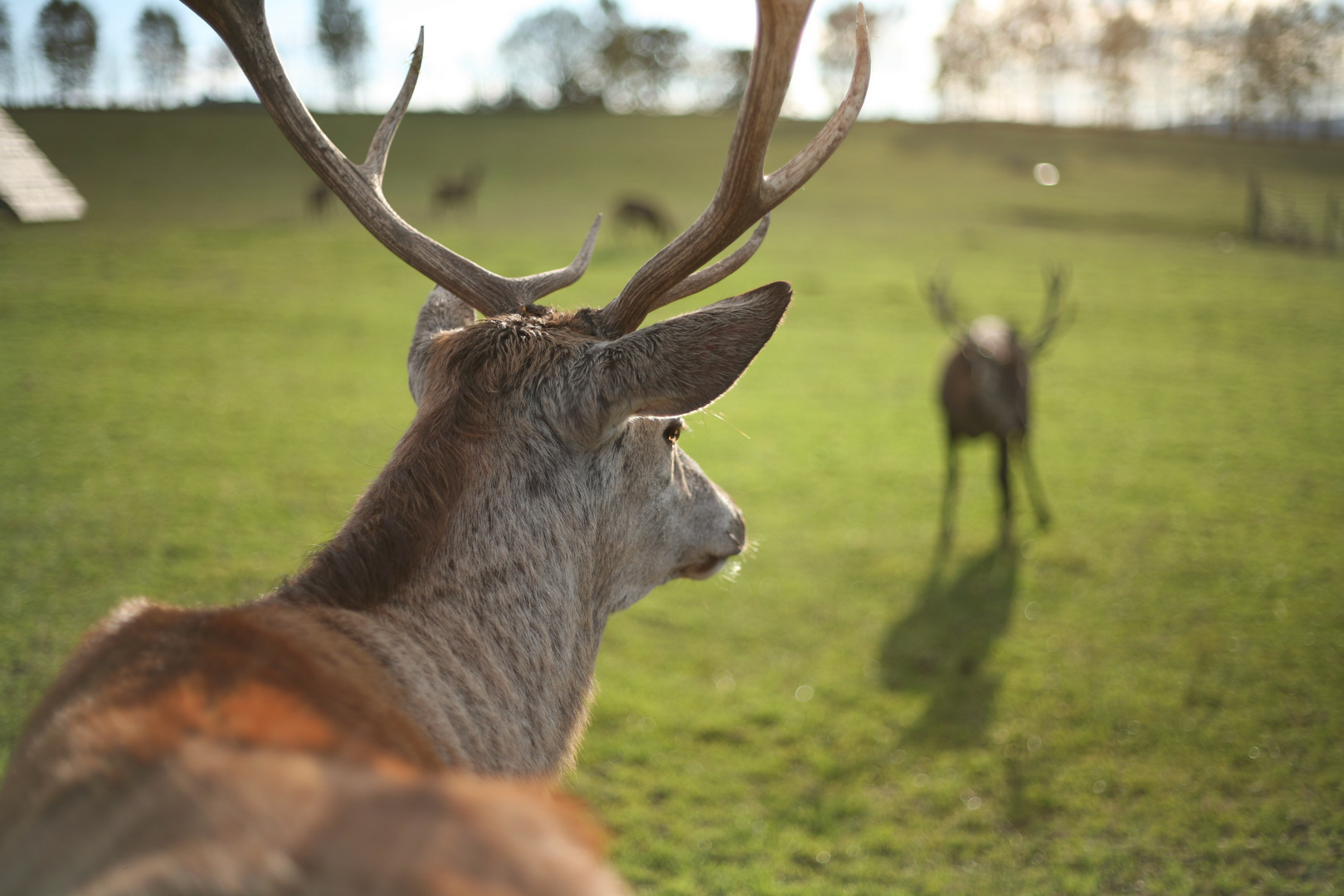 Der Hirsch