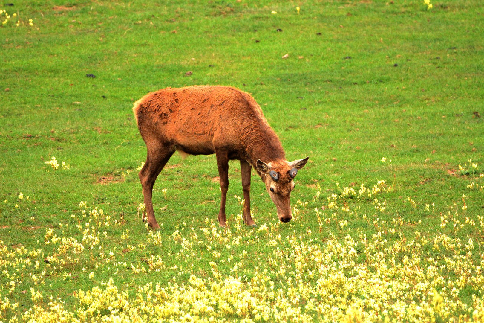 Der Hirsch hat sein Geweih vor kurzem abgeworfen