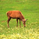 Der Hirsch hat sein Geweih vor kurzem abgeworfen