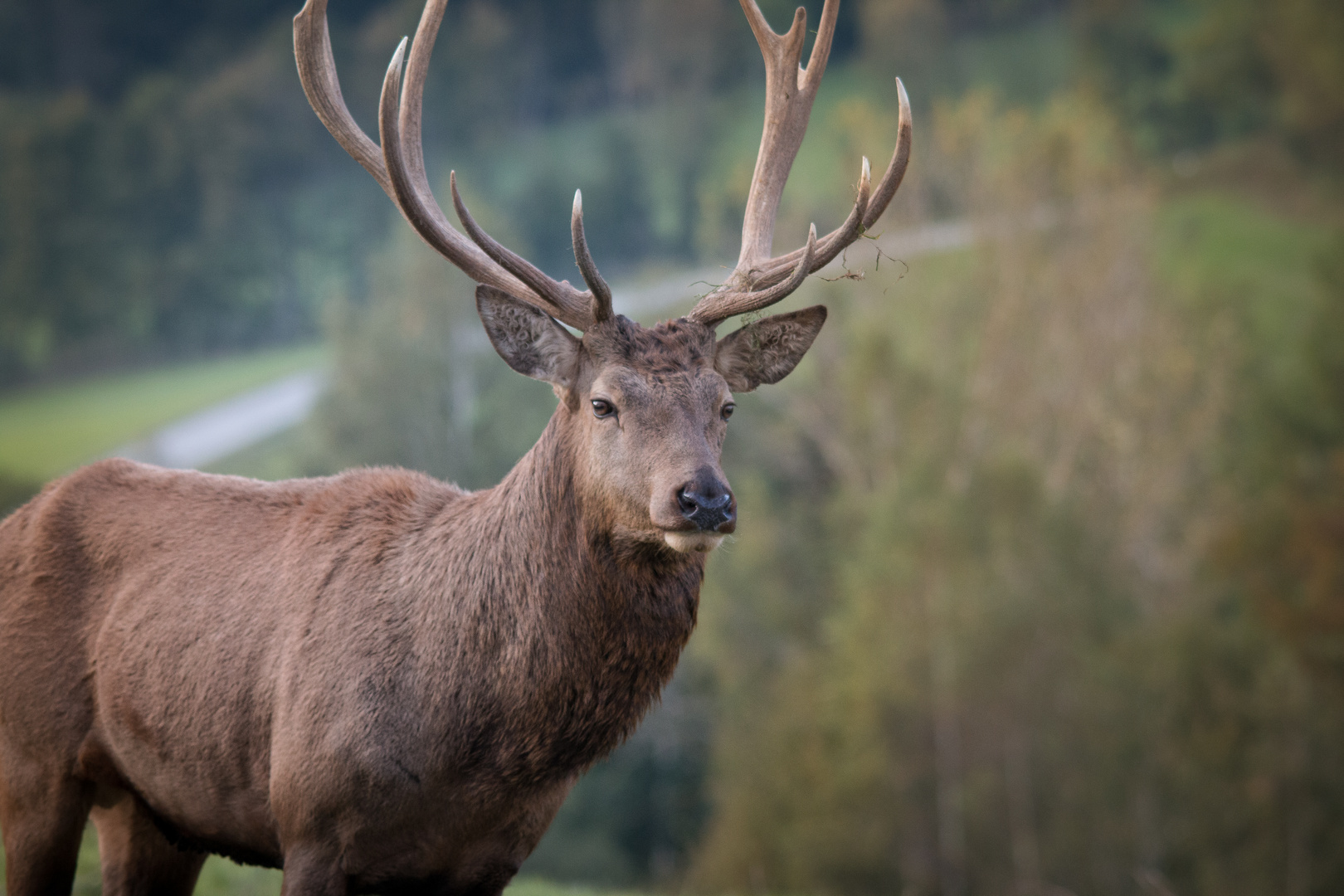 Der Hirsch im Herbst 