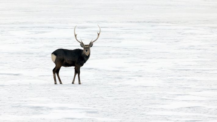 Der Hirsch im Schnee