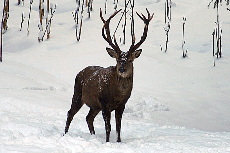 Der Hirsch in der freien Natur