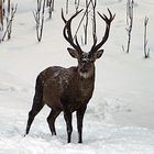 Der Hirsch in der freien Natur