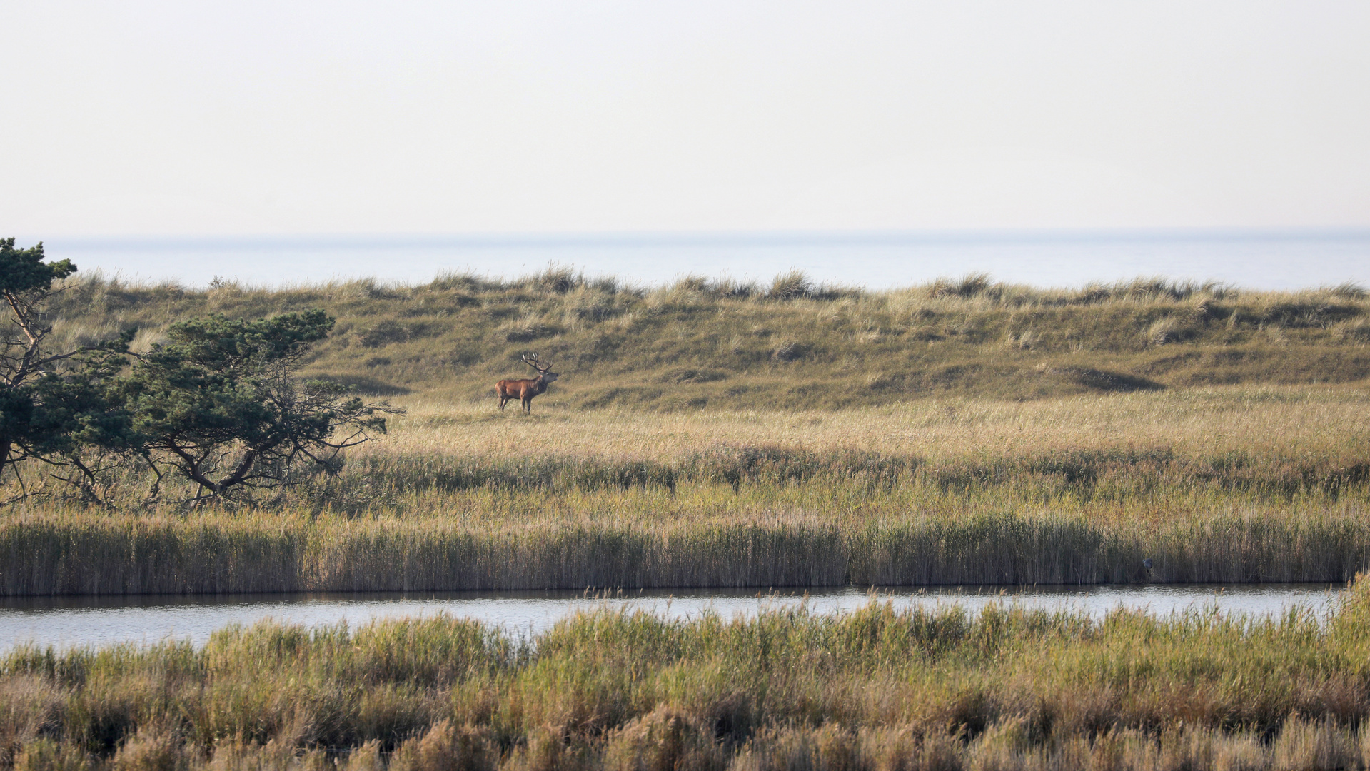 Der Hirsch in seiner natürlichen Umgebung