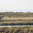 Der Hirsch in seiner natürlichen Umgebung