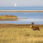 Der Hirsch in seiner natürlichen Umgebung