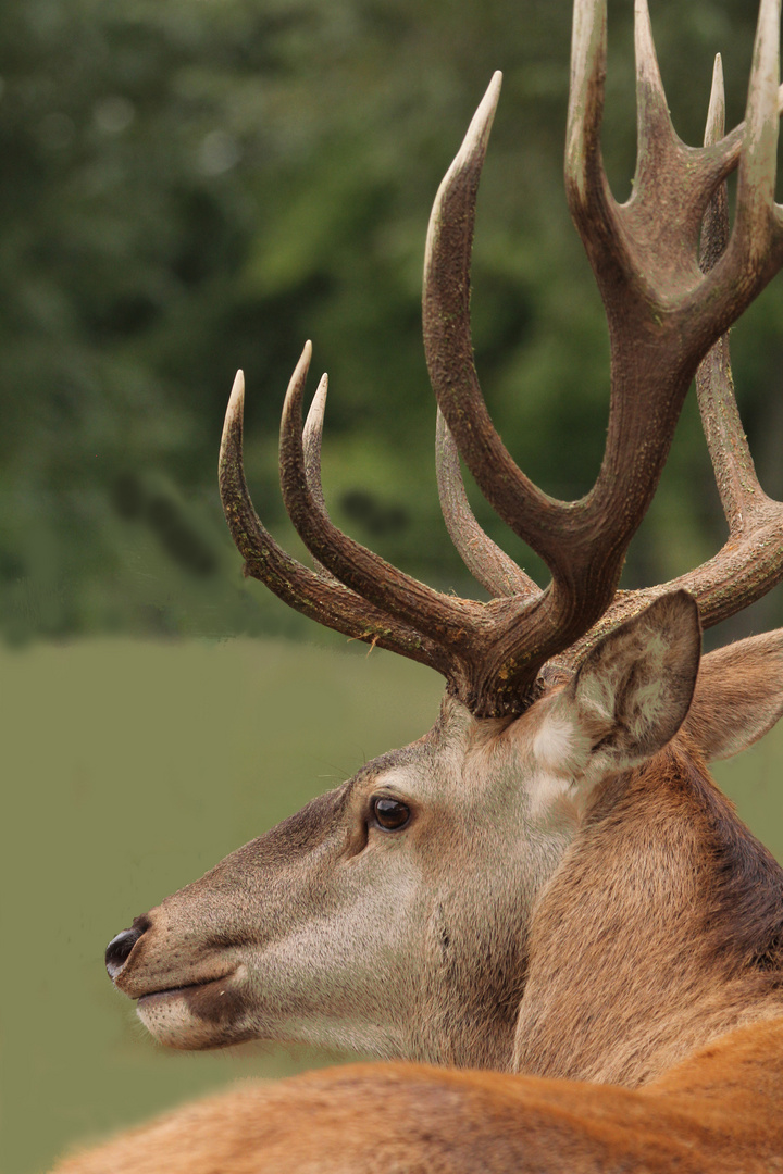 der Hirsch, König der Wälder