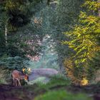 Der Hirsch mit dem goldenen Geweih