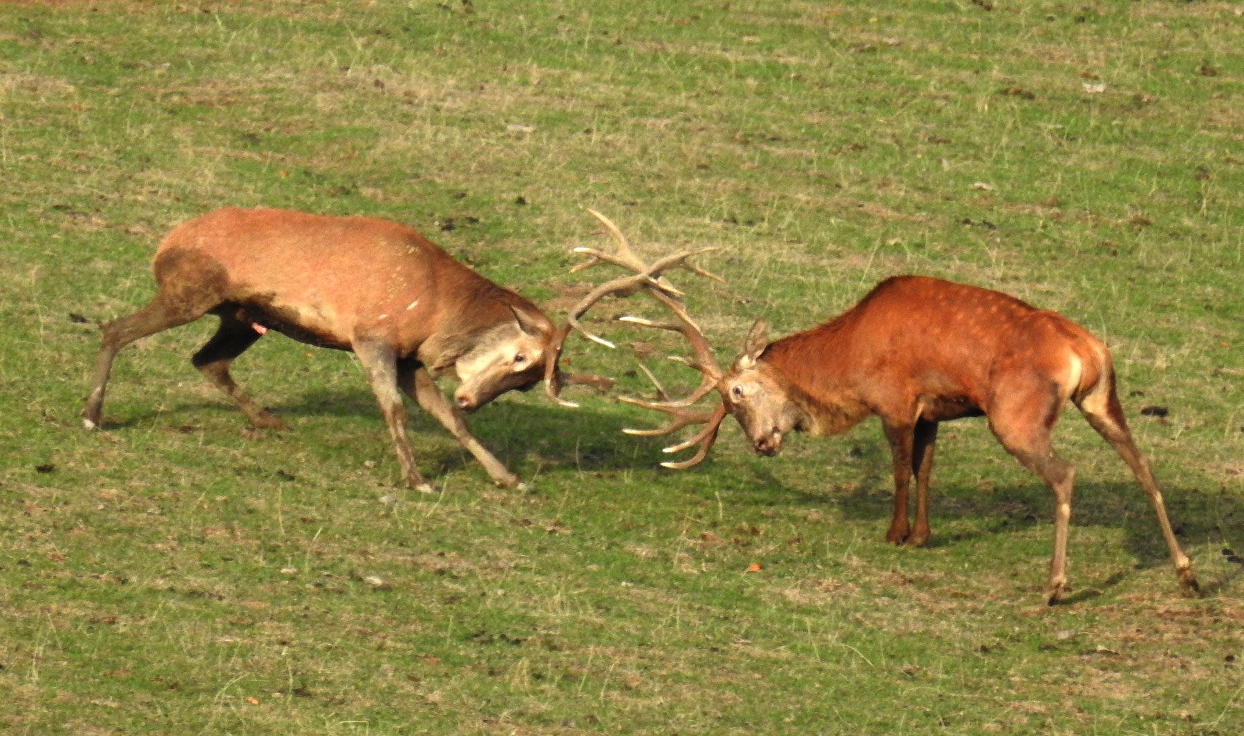 Der Hirsch mit dem Handikap kämpft trotzdem.