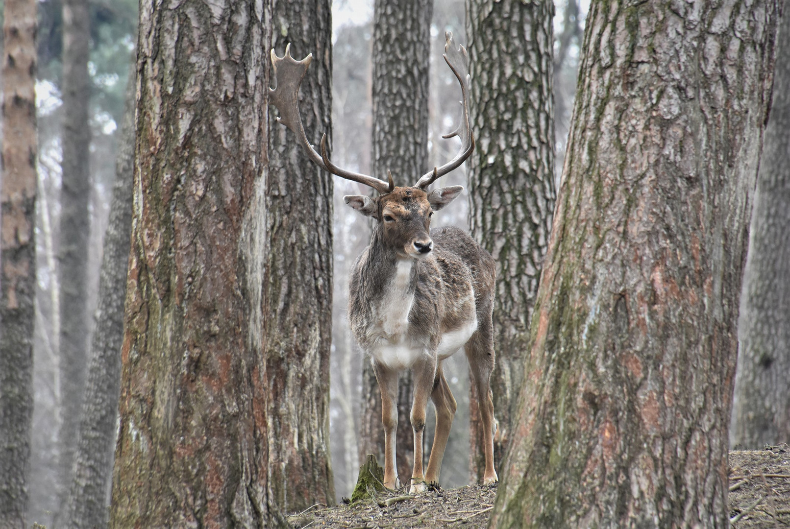 Der Hirsch mit Durchblick....