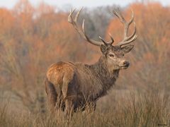 Der Hirsch mit seinem imposanten Geweih
