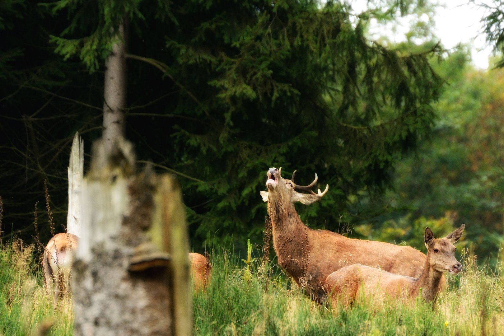 Der  Hirsch röhrt aus Enttäuschung