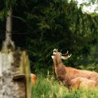 Der  Hirsch röhrt aus Enttäuschung