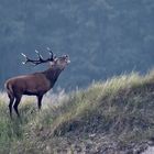 Der Hirsch steht stolz in den Dünen 