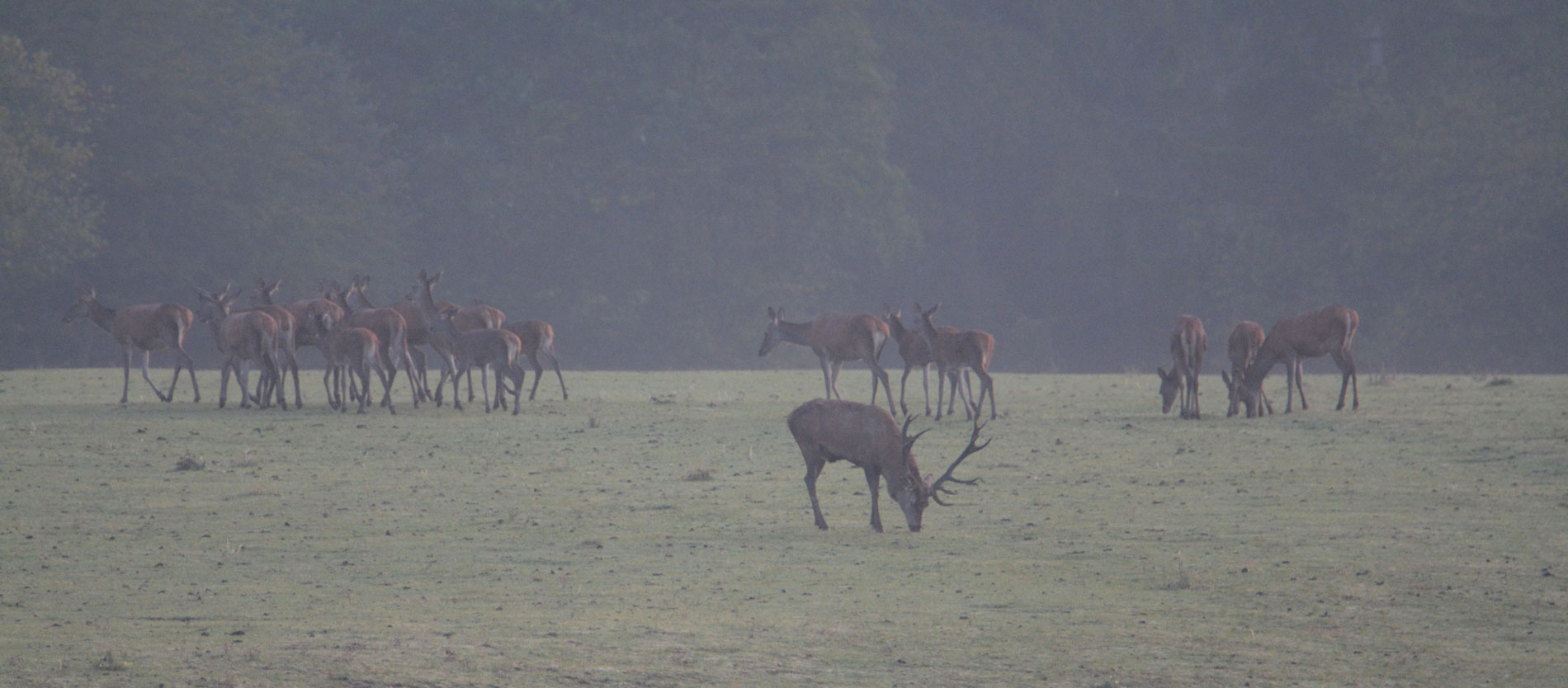 Der Hirsch sucht nach Anzeichen von Brünftigkeit 