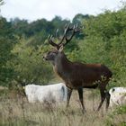 Der Hirsch Sven