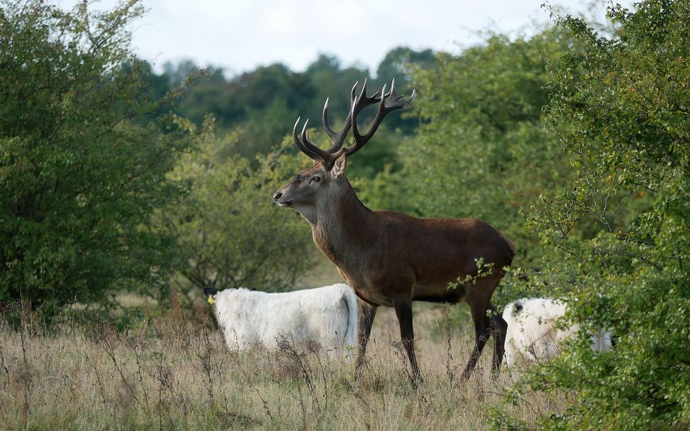 Der Hirsch Sven