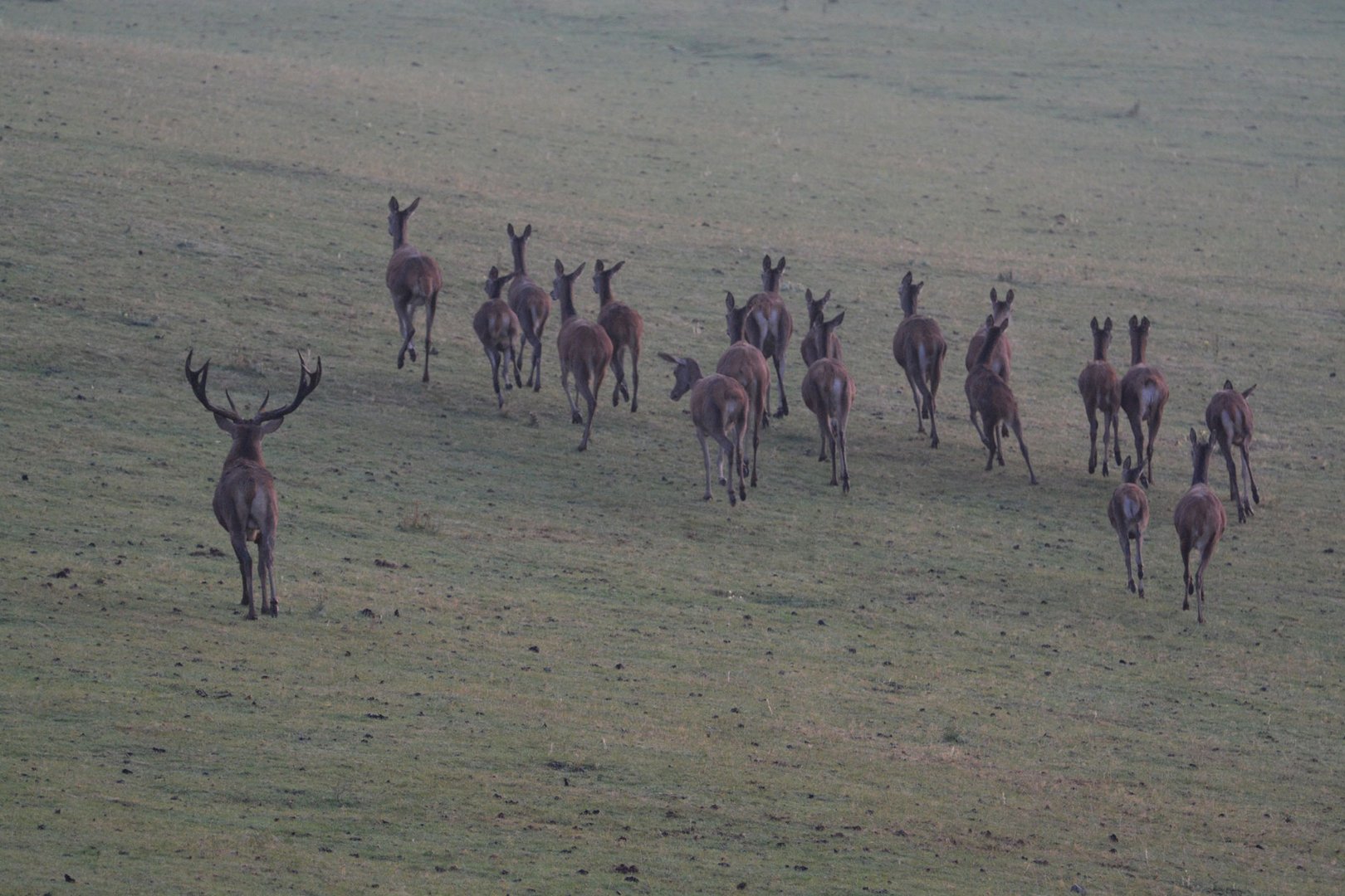 Der Hirsch treibt sein Rudel weiter weg