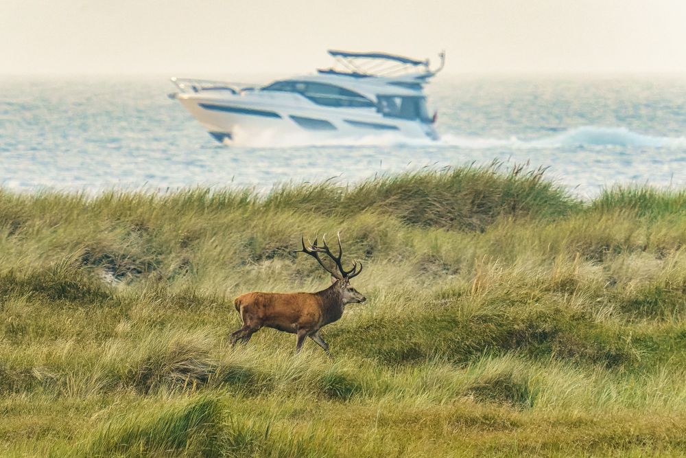 Der Hirsch und das Boot, Darß, 2021.09.11