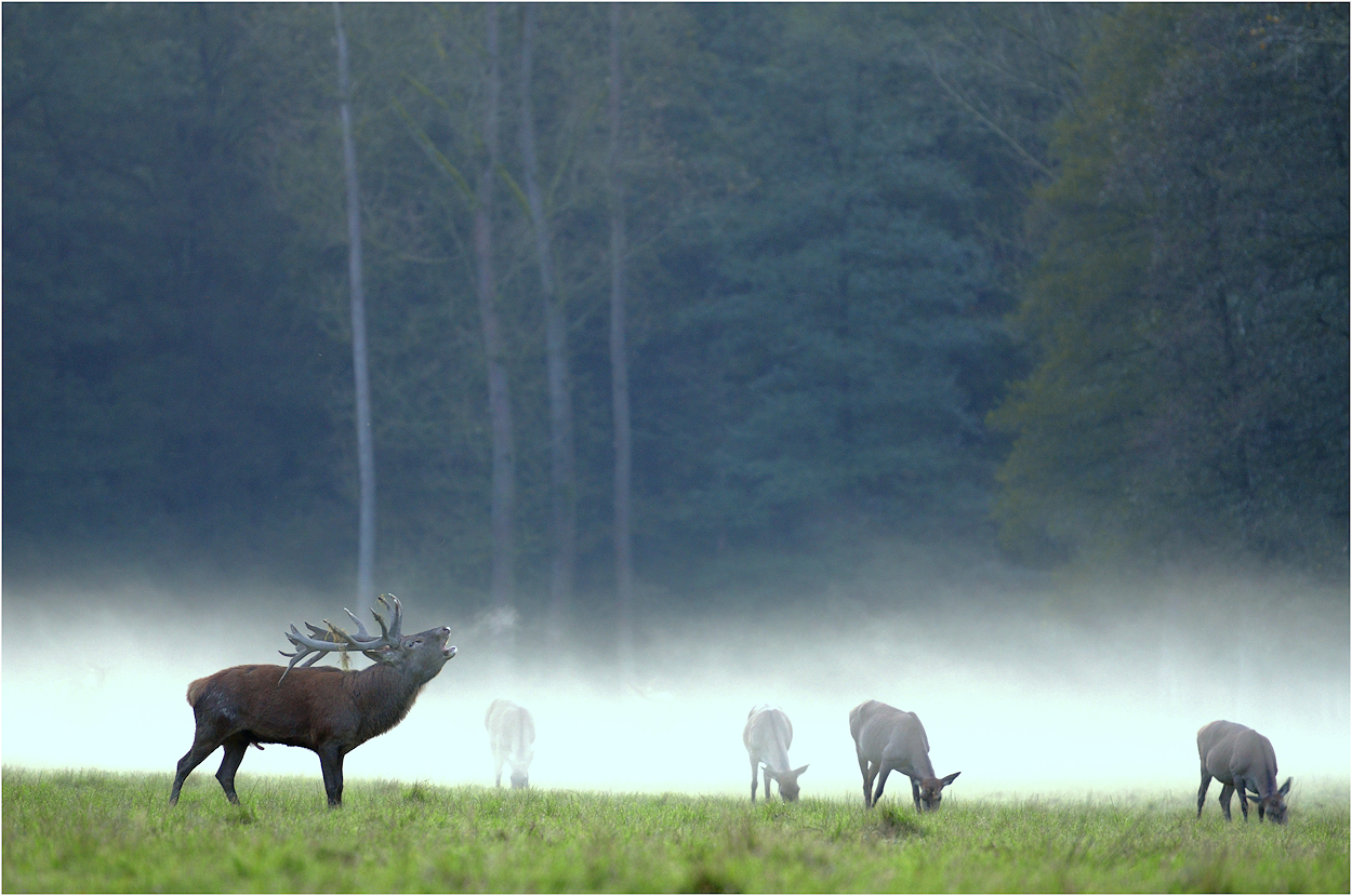 Der Hirsch und der Nebel