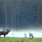 Der Hirsch und der Nebel