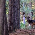 Der Hirsch und sein Spiegel