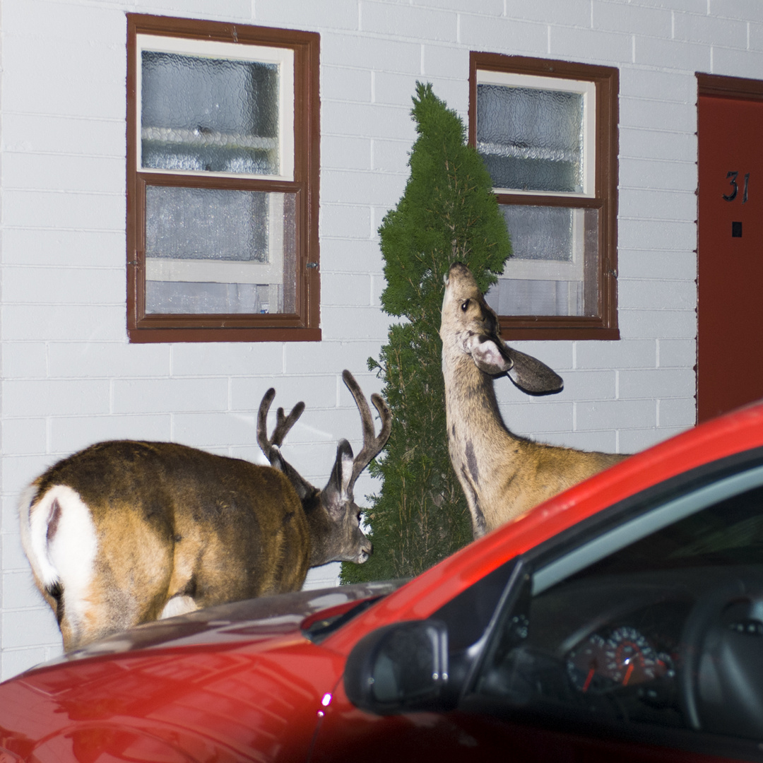 Der Hirsch und seine Frau an meinen Mittwochsblümchen.