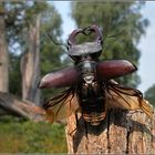 Der Hirschkäfer.... Lucanus cervus