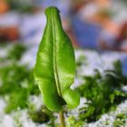 Der Hirschzungenfarn (Asplenium scolopendrium)