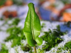 Der Hirschzungenfarn (Asplenium scolopendrium)