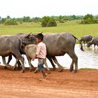 der hirte, cambodia 2010