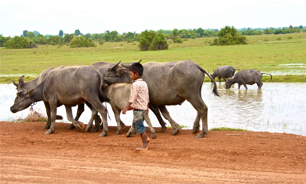 der hirte, cambodia 2010