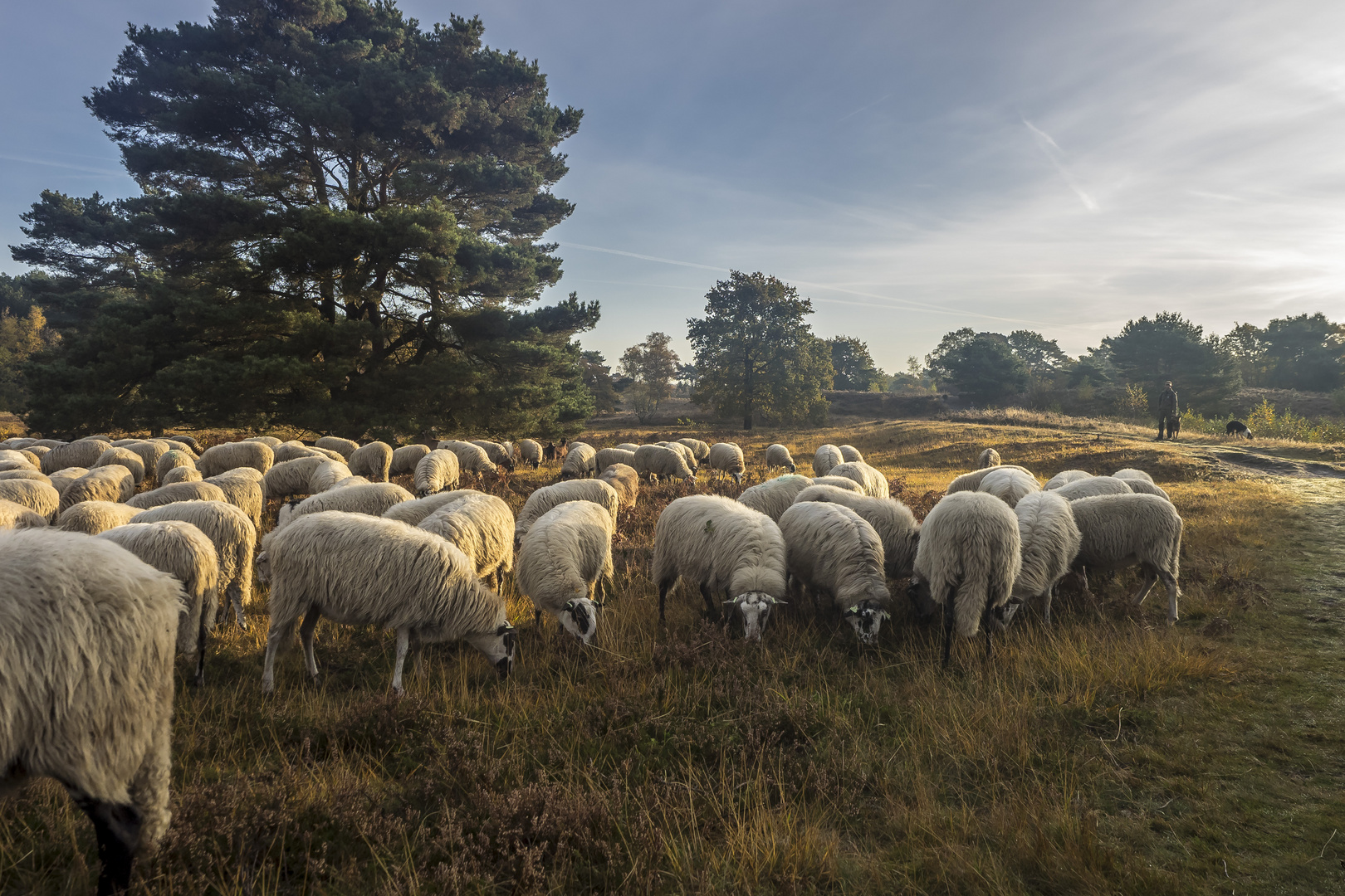 Der Hirte mit seinen Schafen auf der Brunssummerheide