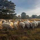 Der Hirte mit seinen Schafen auf der Brunssummerheide