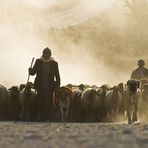 Der Hirte und die Herde