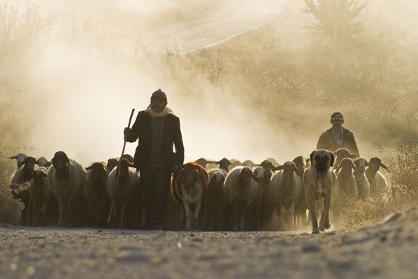 Der Hirte und die Herde