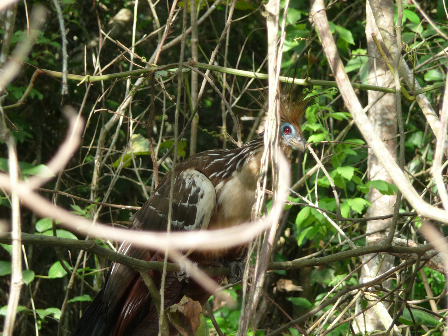 Der Hoatzin - ein seltsamer Vogel...