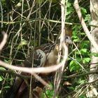 Der Hoatzin - ein seltsamer Vogel...