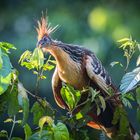 Der Hoatzin - Schopfhuhn (Ophisthocomus hoazin)