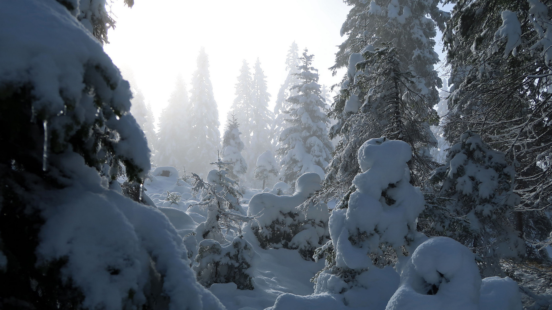 der Hochnebel lichtet sich -