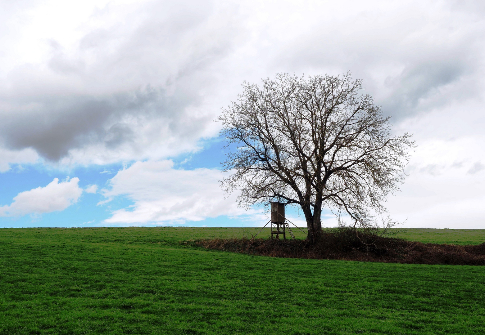 Der Hochsitz und der Baum