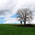 Der Hochsitz und der Baum