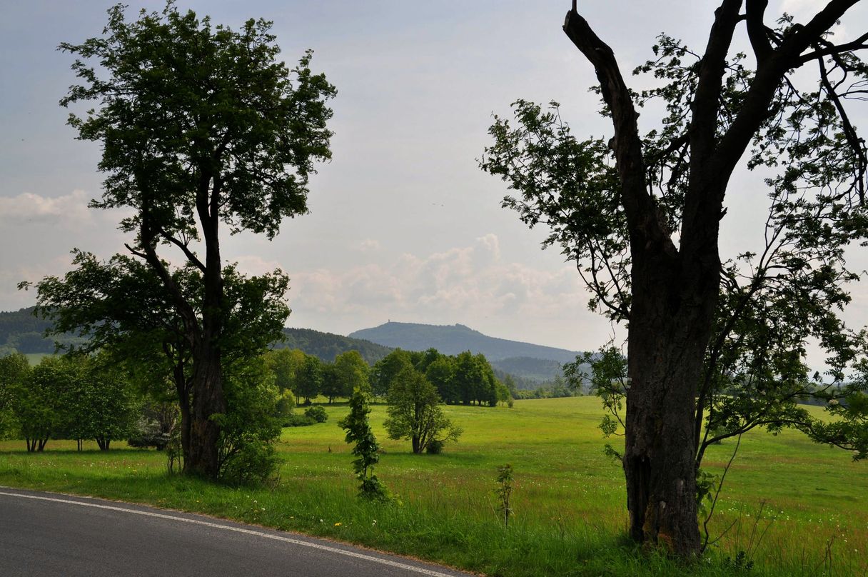 Der Hochwald