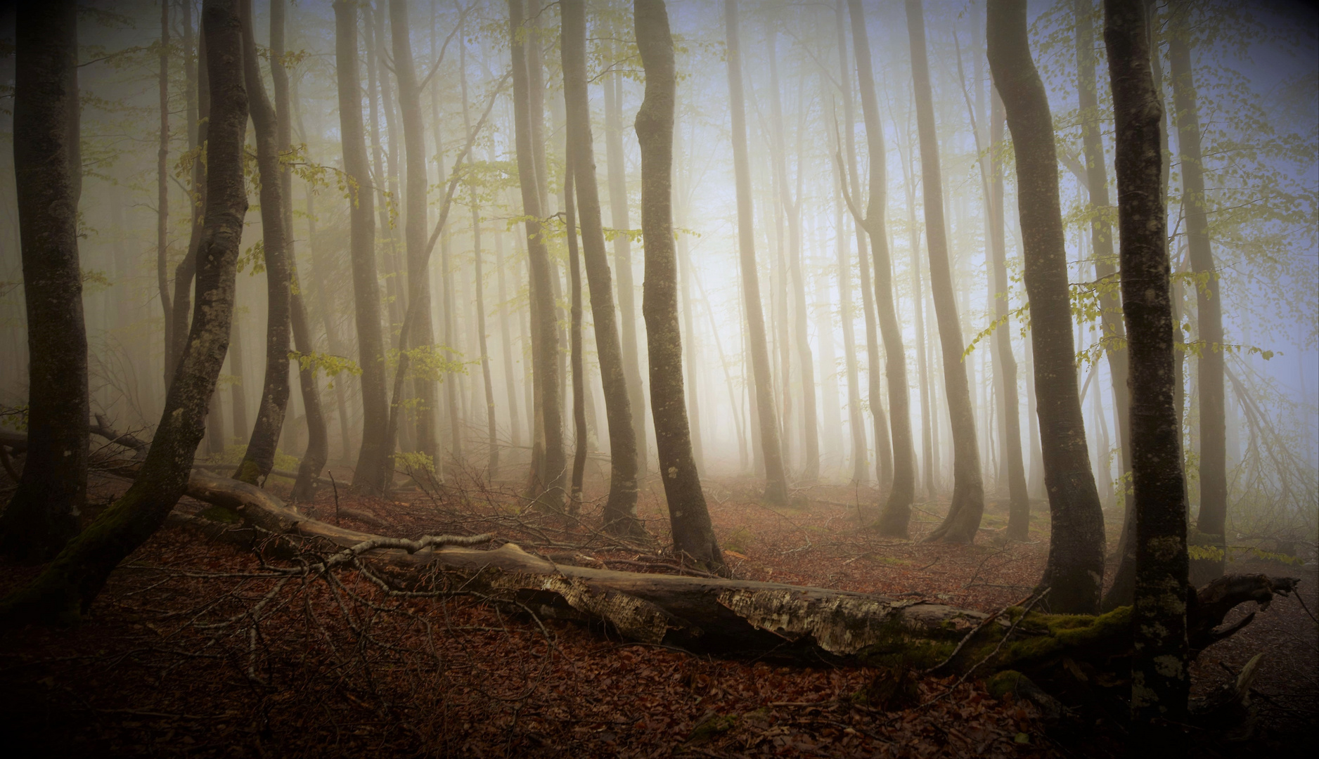 Der Hochwald (Adalbert Stifter