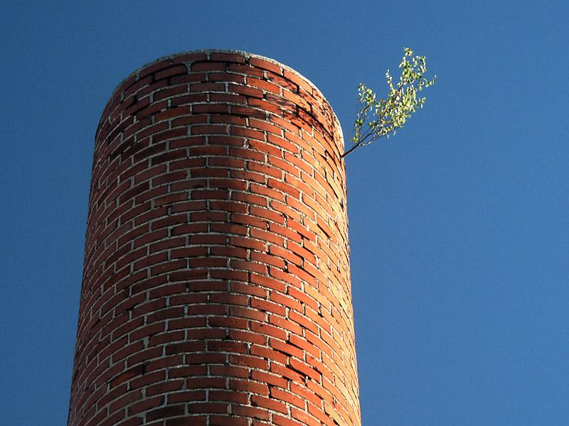 Der höchste Baum in der Umgebung